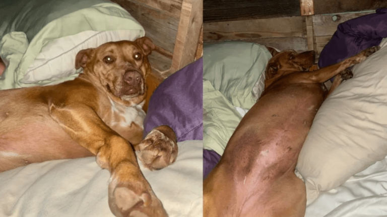perrita amanece junto a desconocidos al despertar en su cama