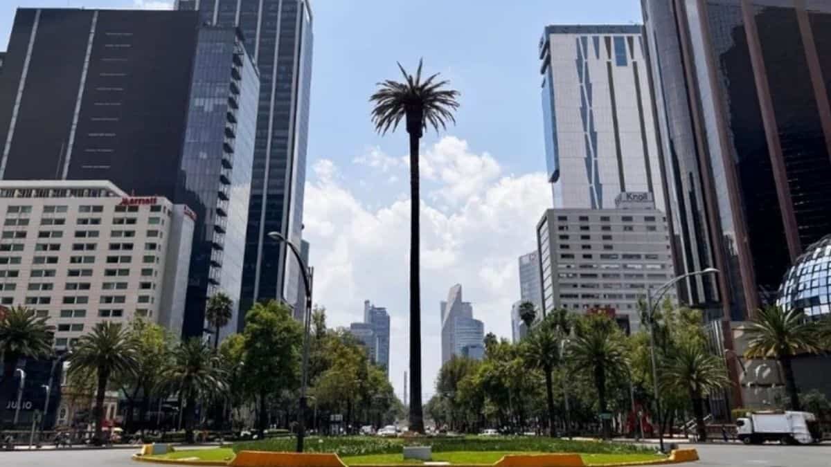 Llega a CDMX Ahuehuete que sustituirá palma de paseo de Reforma