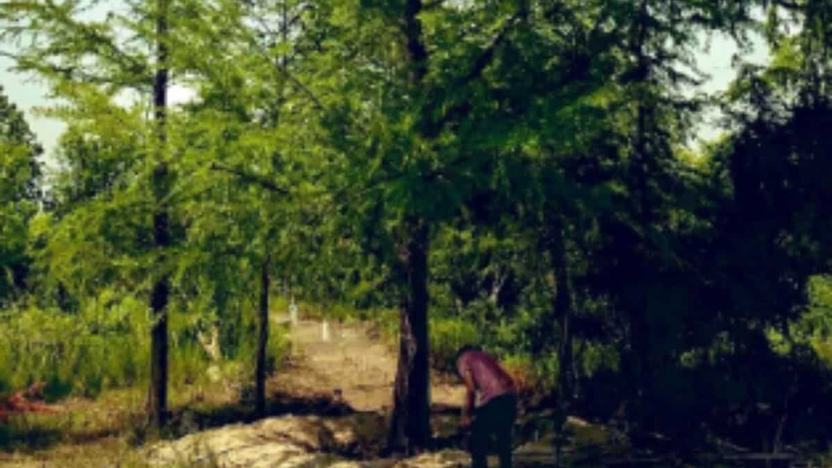 Llega a CDMX Ahuehuete que sustituirá palma de paseo de Reforma