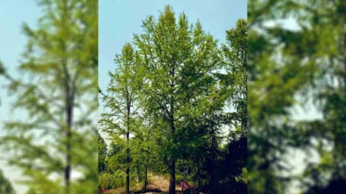 Llega a CDMX Ahuehuete que sustituirá palma de paseo de Reforma