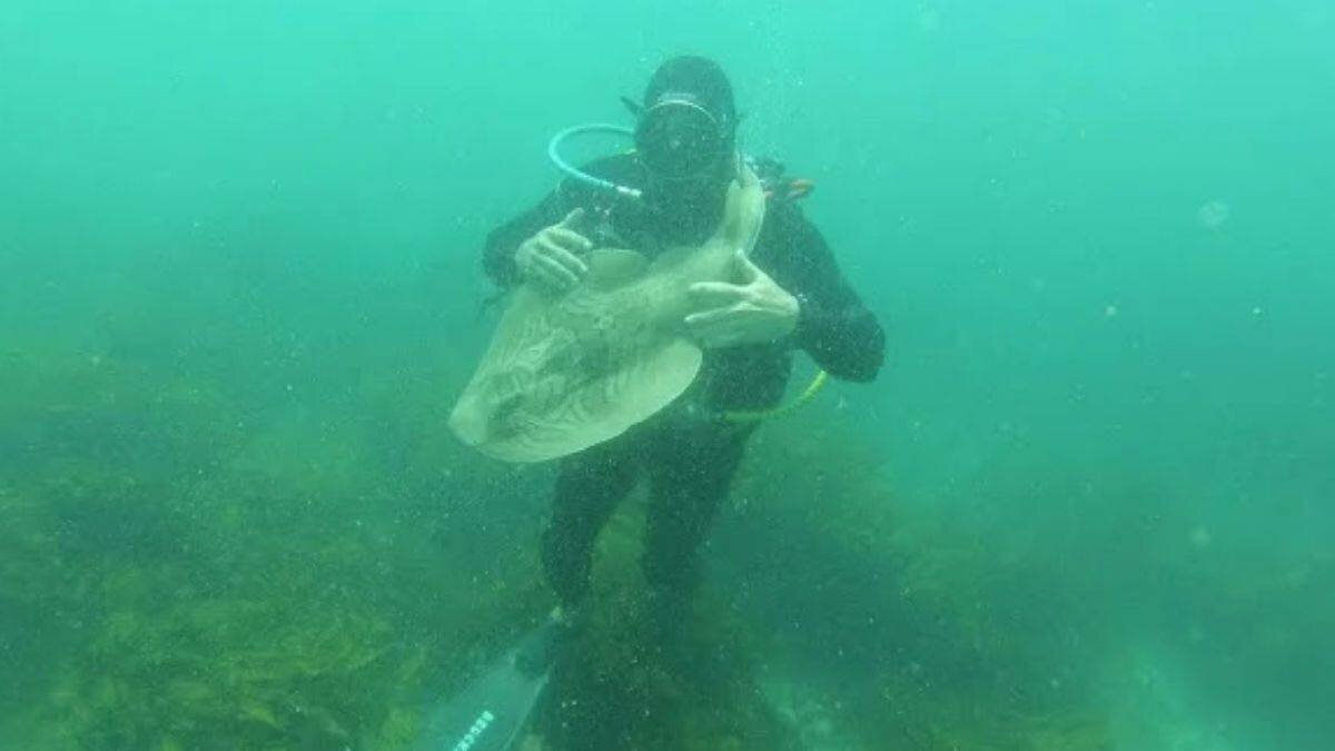 ¡Increíble! Se acerca tiburón a abrazar a un buzo desde hace 10 años