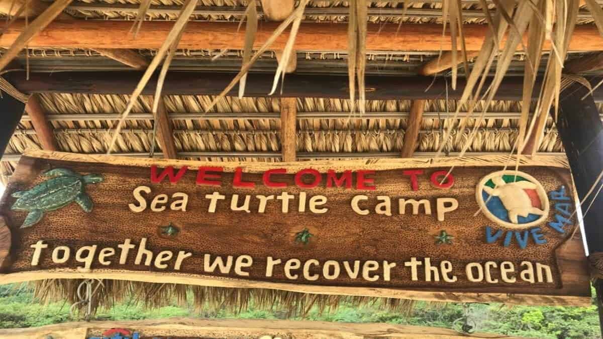 Este grupo de personas explotan a las tortugas en Playa Bacocho, al tiempo que se aprovechan de los turistas, de los cuales obtienen millonarias ganancias y que son difíciles de fiscalizar.