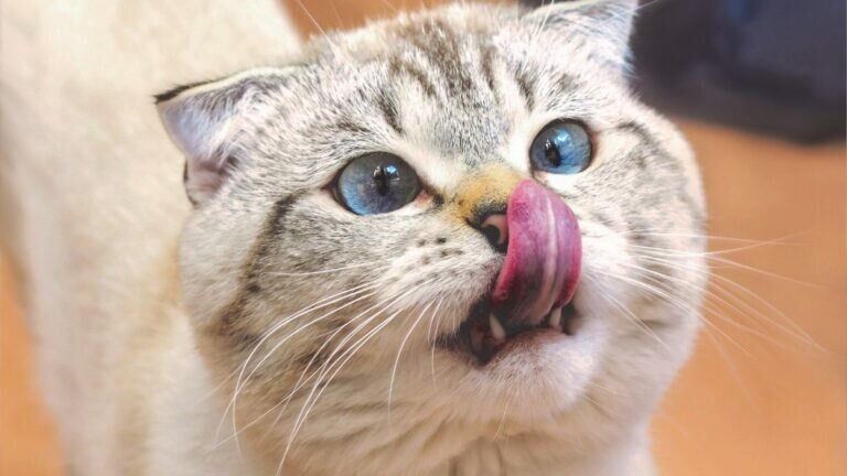 ¿Gato por liebre? Esto es lo que opina la RAE de la popular frase