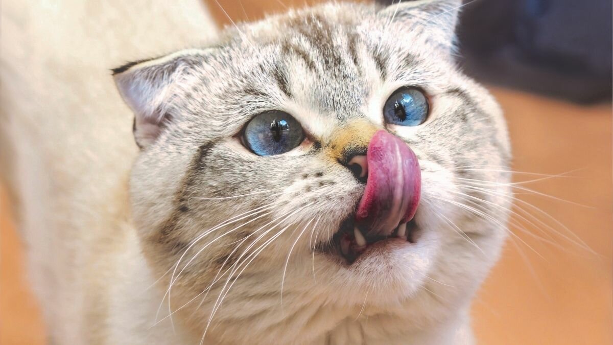 ¿Gato por liebre? Esto es lo que opina la RAE de la popular frase