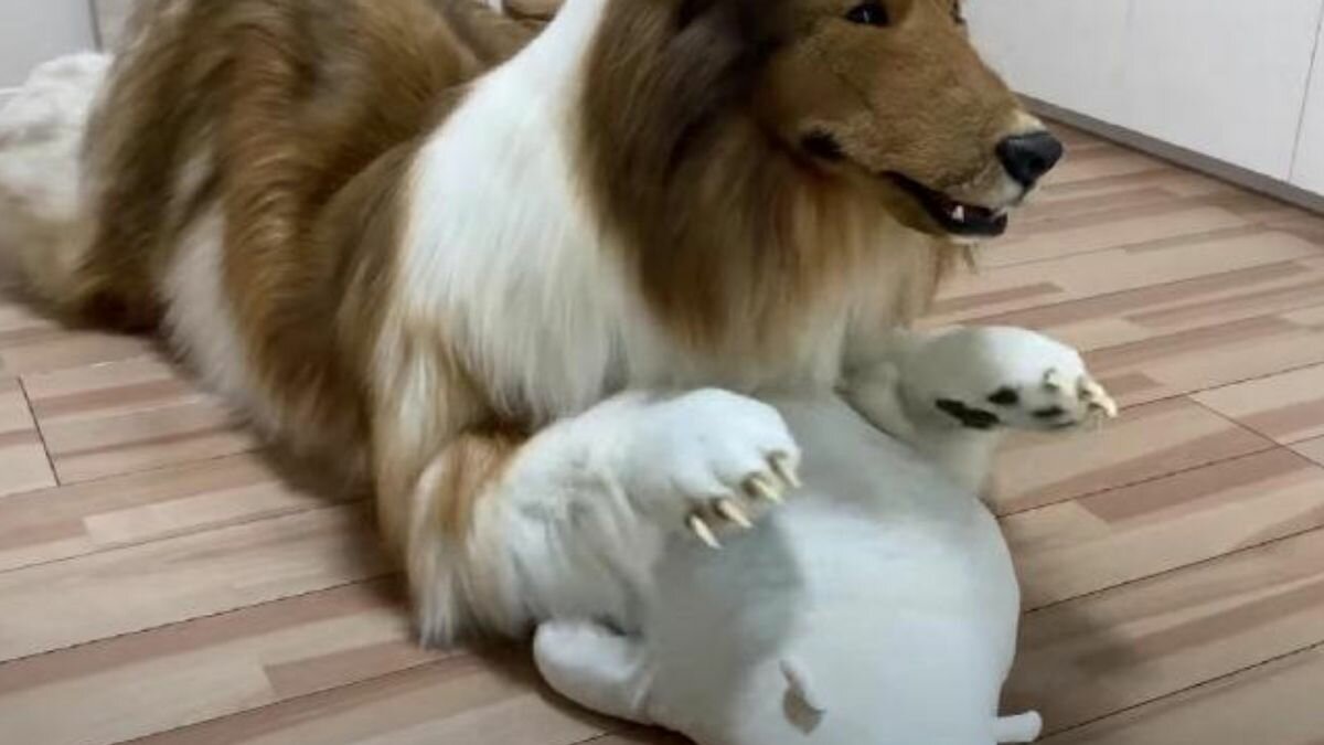 Paga hombre más de 300 mil pesos para convertirse en perro (Video)