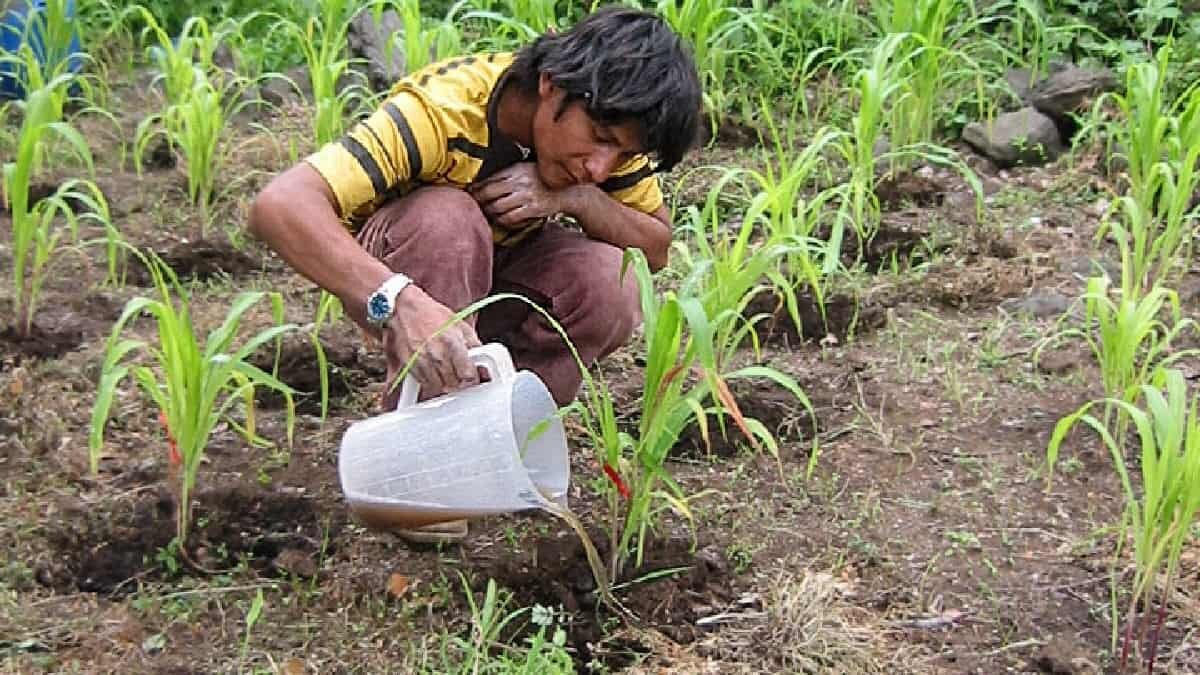 Podría ser la orina el nuevo fertilizante a nivel mundial