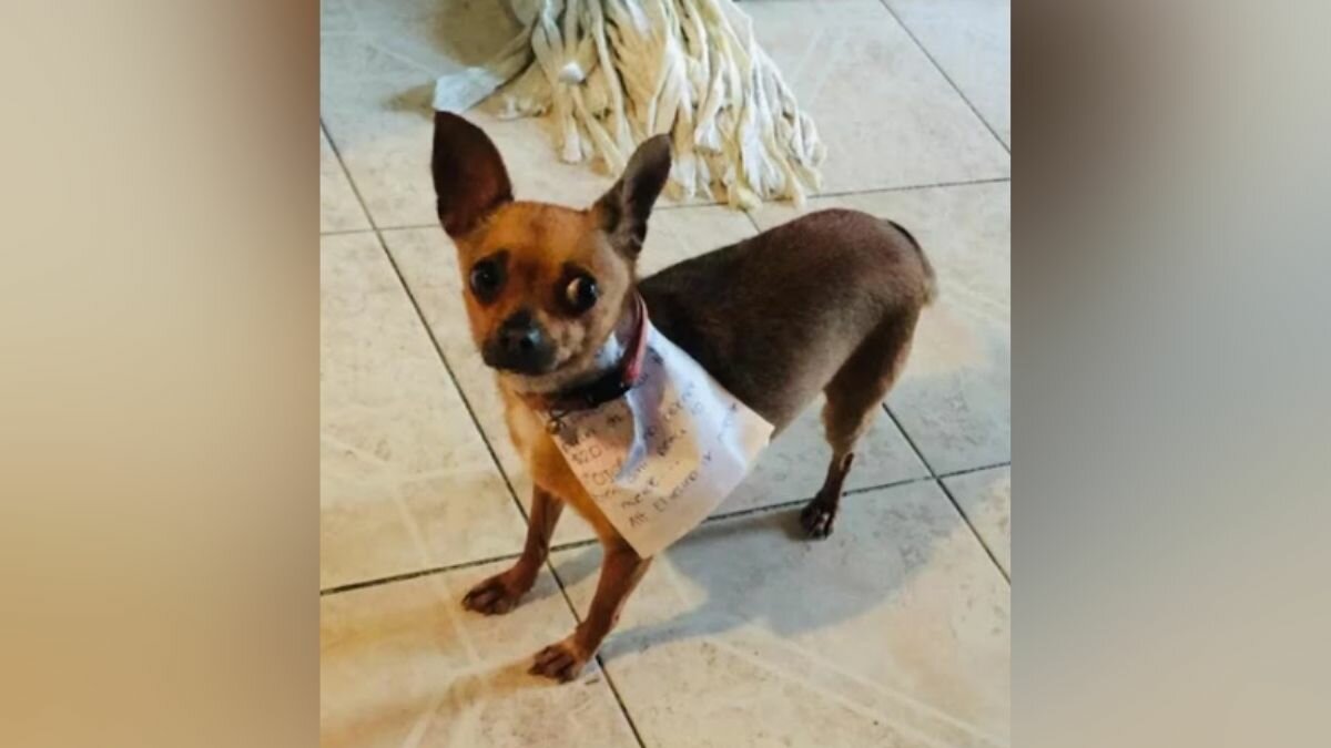 ¡Deme 20! Envían a perrita a comprar frituras y es un éxito