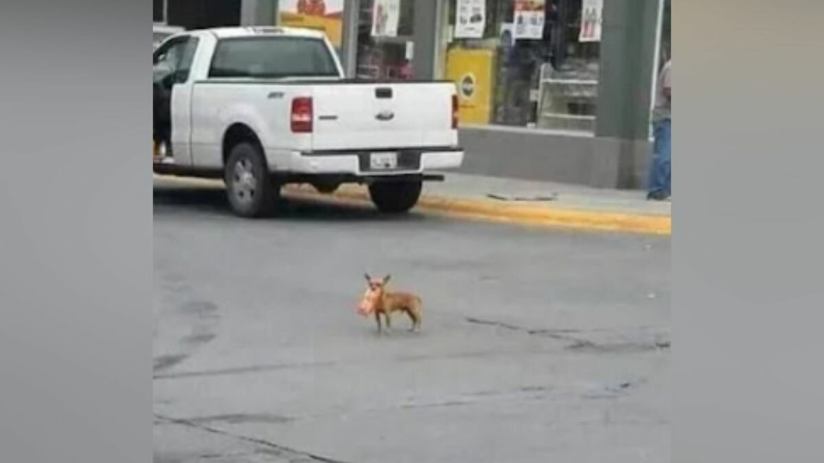 ¡Deme 20! Envían a perrita a comprar frituras y es un éxito