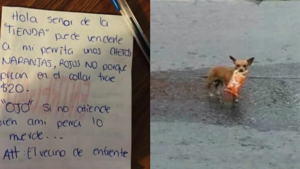¡Deme 20! Envían a perrita a comprar frituras y es un éxito