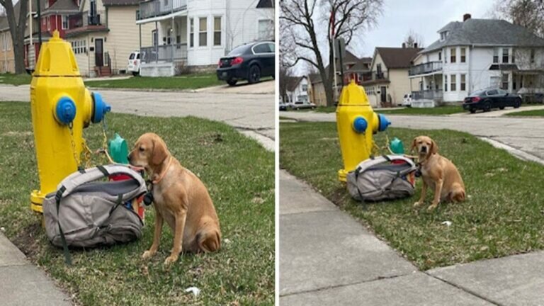 Encuentra perrita hogar tras ser abandonada en toma de agua
