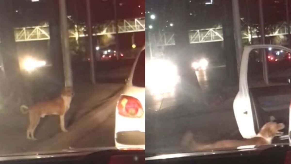 Adoptan perrito en semáforo de Edomex (Video)