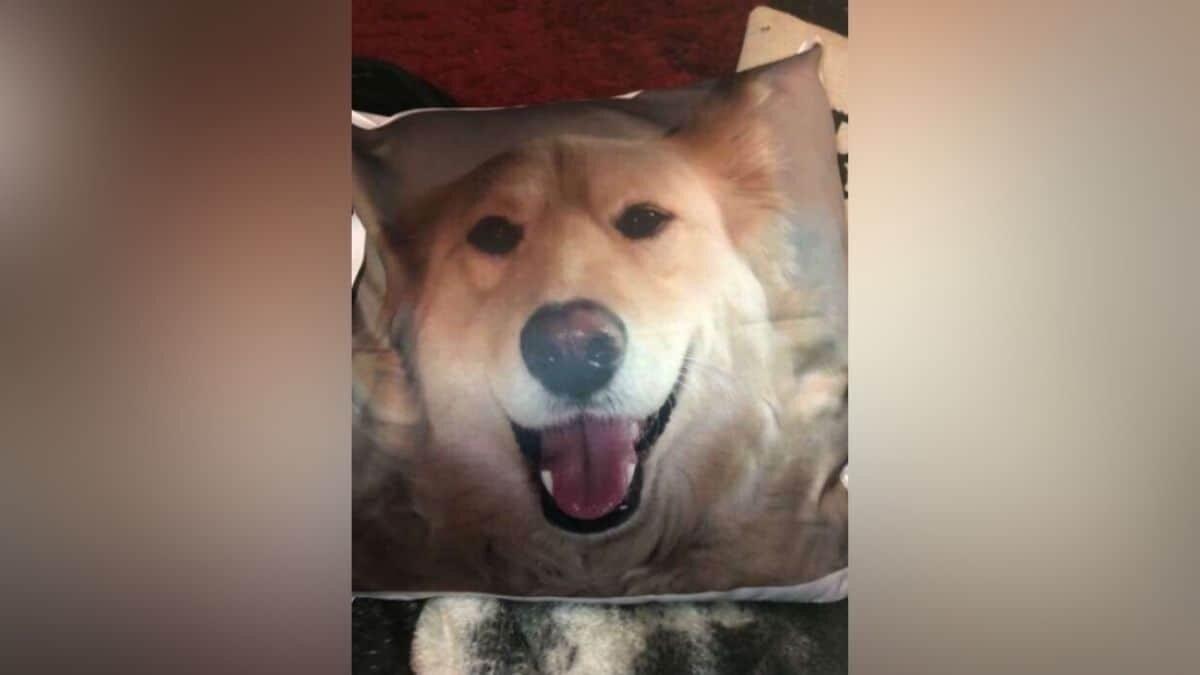 Esta es la razón por la que el perrito no se separa de su almohada