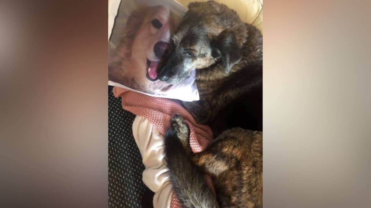 Esta es la razón por la que el perrito no se separa de su almohada