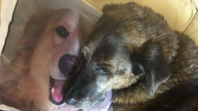 Esta es la razón por la que el perrito no se separa de su almohada