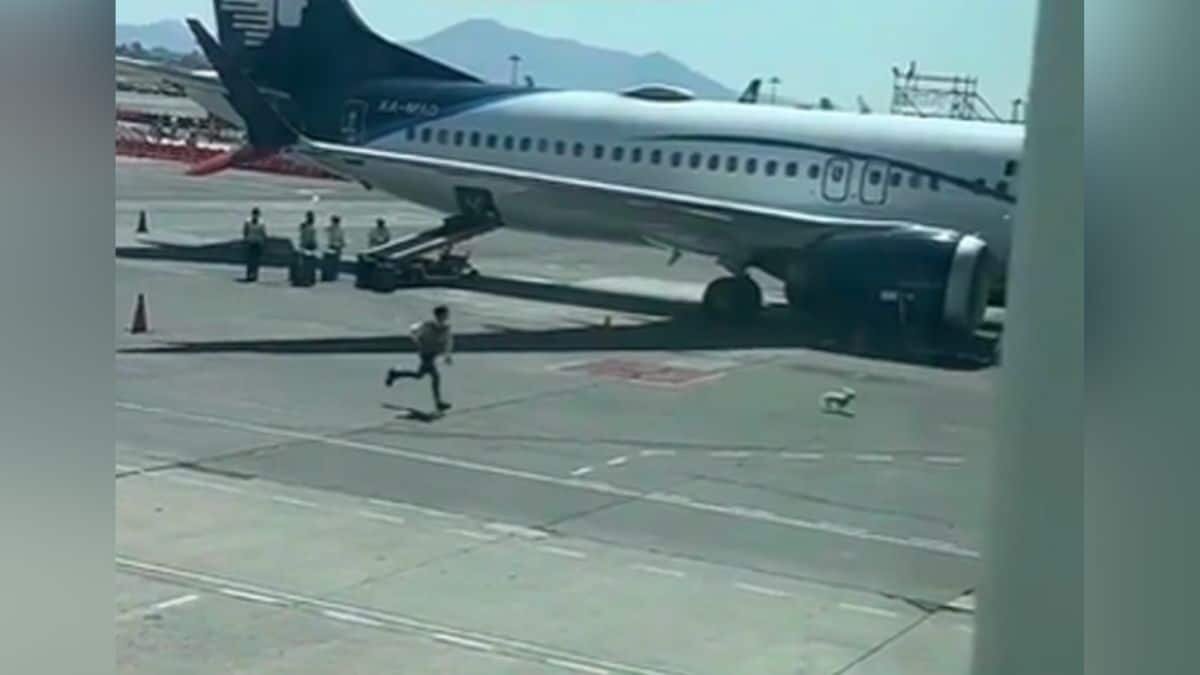 Arma perrito persecución en pista de aterrizaje (Video)