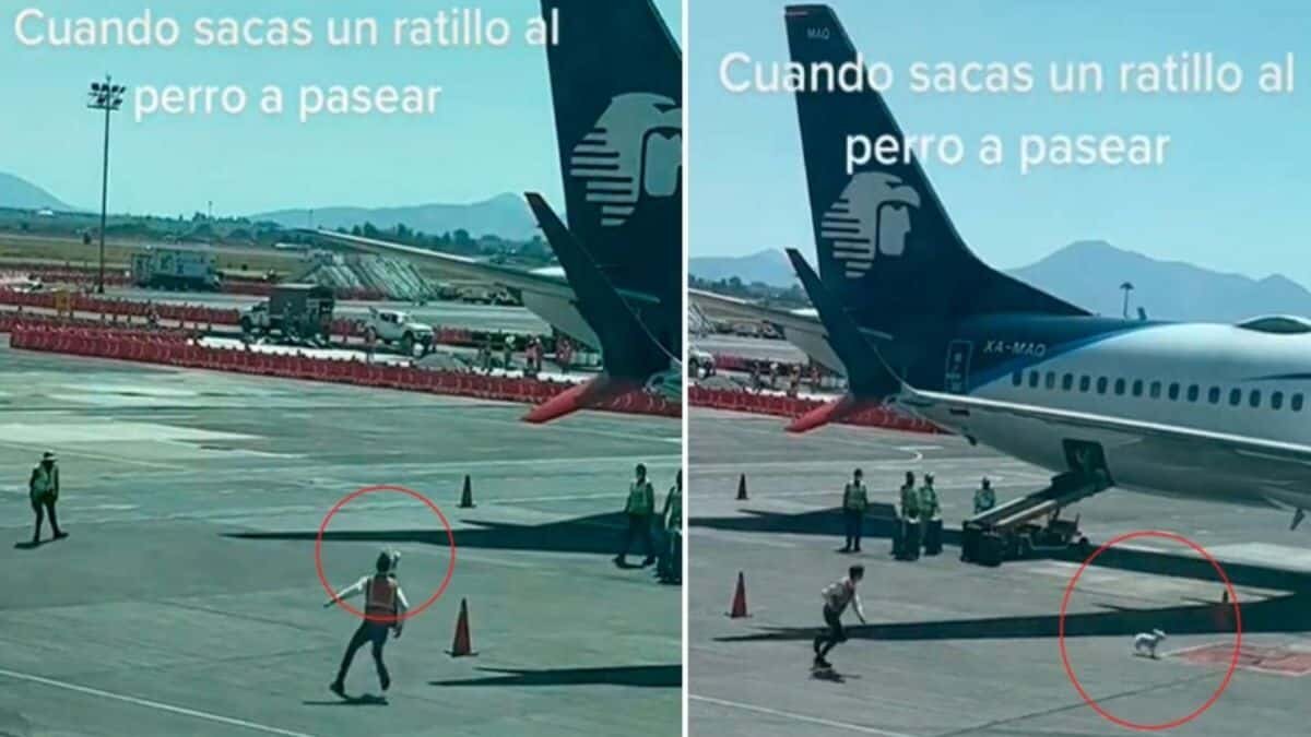 Arma perrito persecución en pista de aterrizaje (Video)