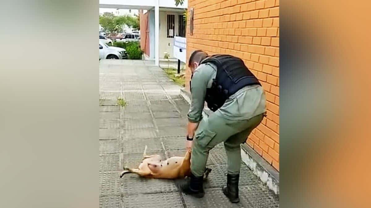 Enternece perro callejero al pedir que policía juegue con él