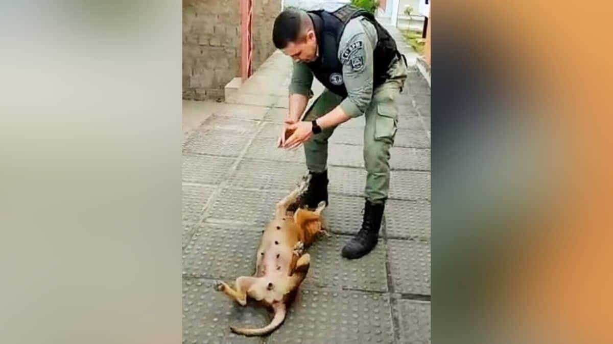 Enternece perro callejero al pedir que policía juegue con él
