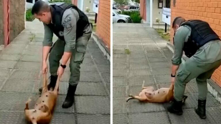 Enternece perro callejero al pedir que policía juegue con él