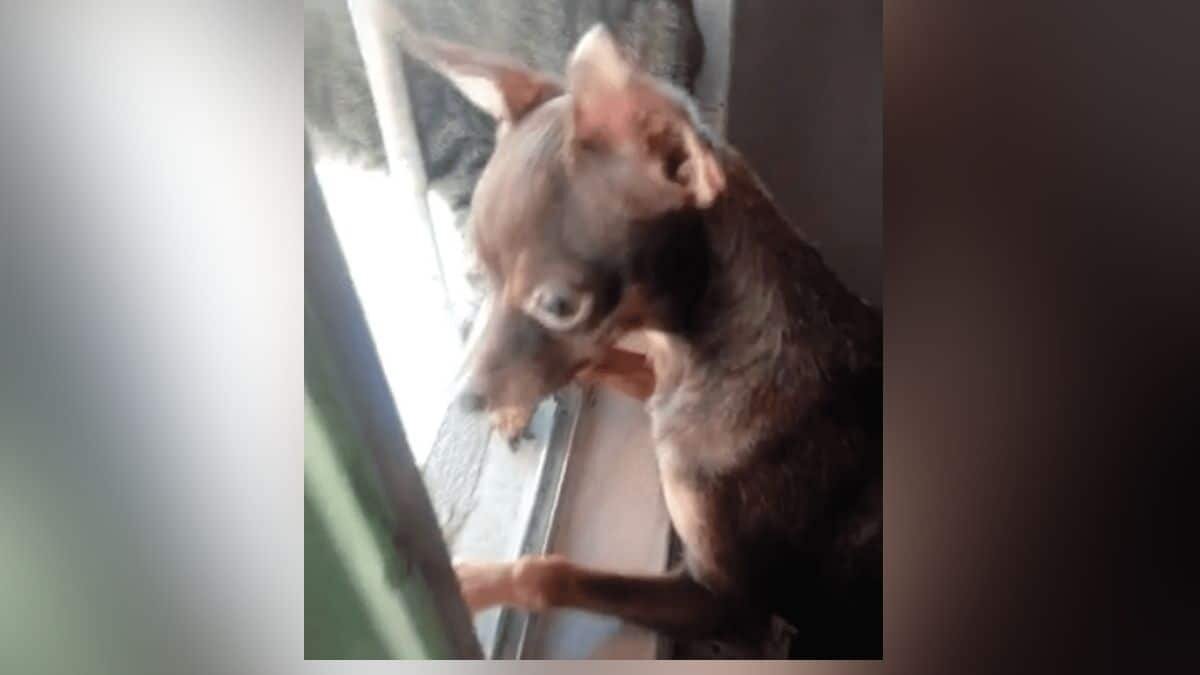 ¡Chismoso! Hace perrito de todo para ver por la ventana (Video)