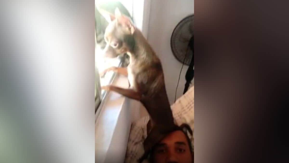¡Chismoso! Hace perrito de todo para ver por la ventana (Video)