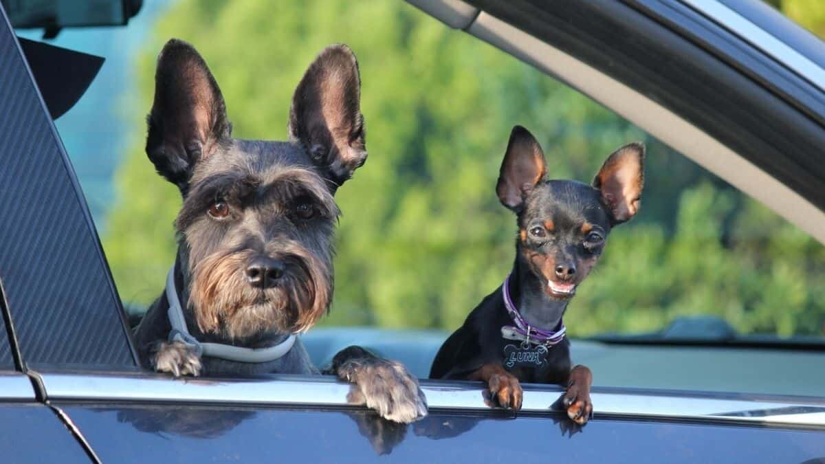 ¡Chismoso! Hace perrito de todo para ver por la ventana (Video)