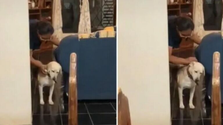Curan a perrito con limpia de huevo porque no quería comer