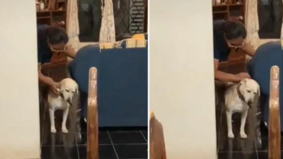 Curan a perrito con limpia de huevo porque no quería comer (Video)