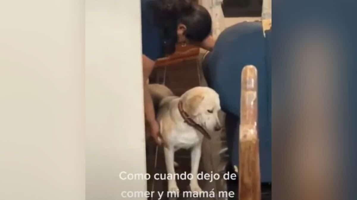 Curan a perrito con limpia de huevo porque no quería comer