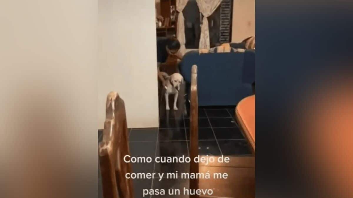 Curan a perrito con limpia de huevo porque no quería comer