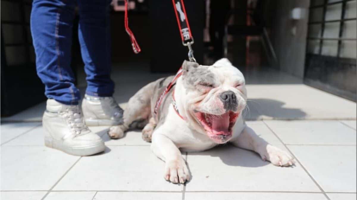 Nombran policía a perrito que sufrió maltrato