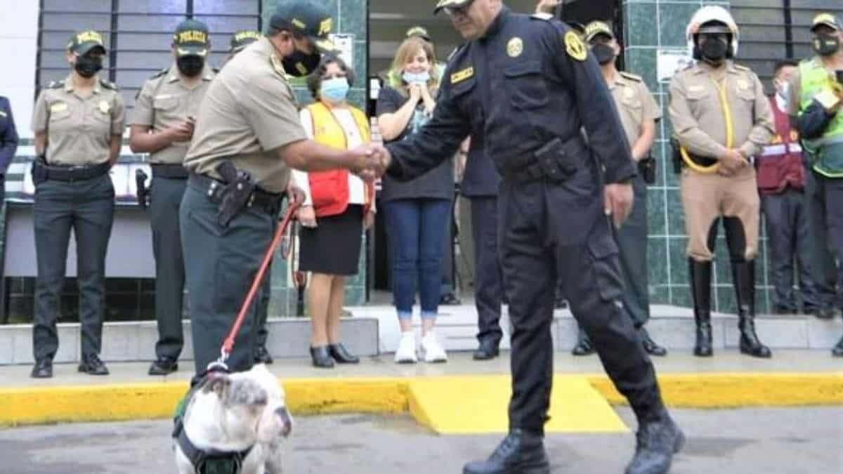 Nombran policía a perrito que sufrió maltrato