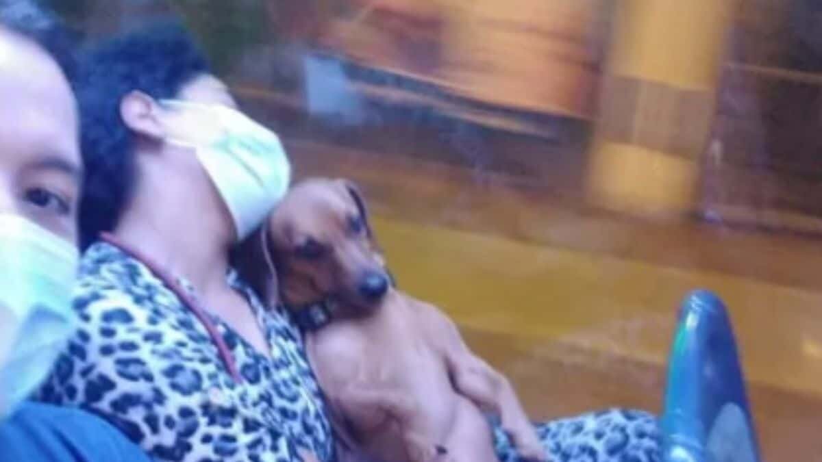 Enternece perrito al dormirse sobre brazos de señora