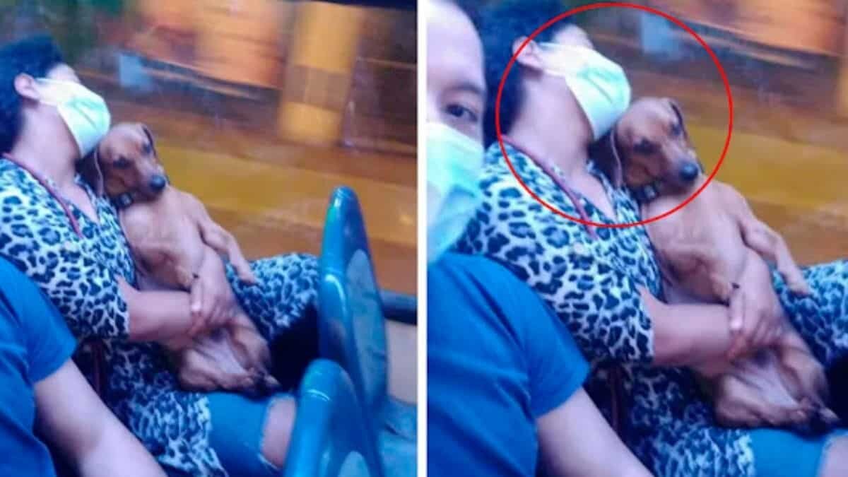 Enternece perrito al dormirse sobre brazos de señora