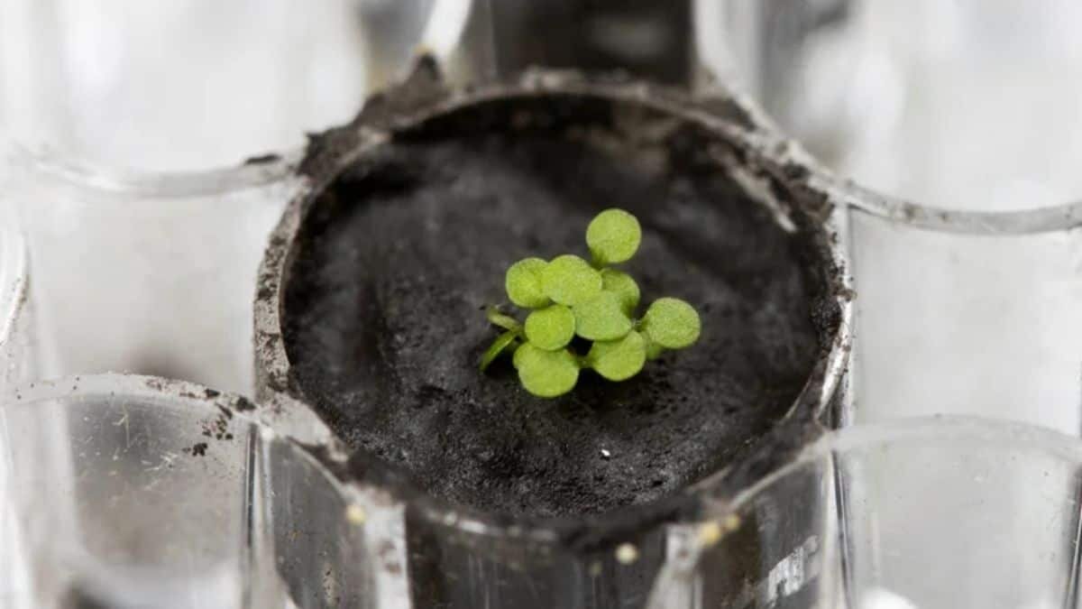 Logran científicos cultivar primera planta en suelo lunar