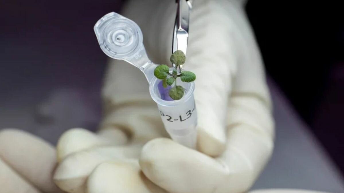 Logran científicos cultivar primera planta en suelo lunar