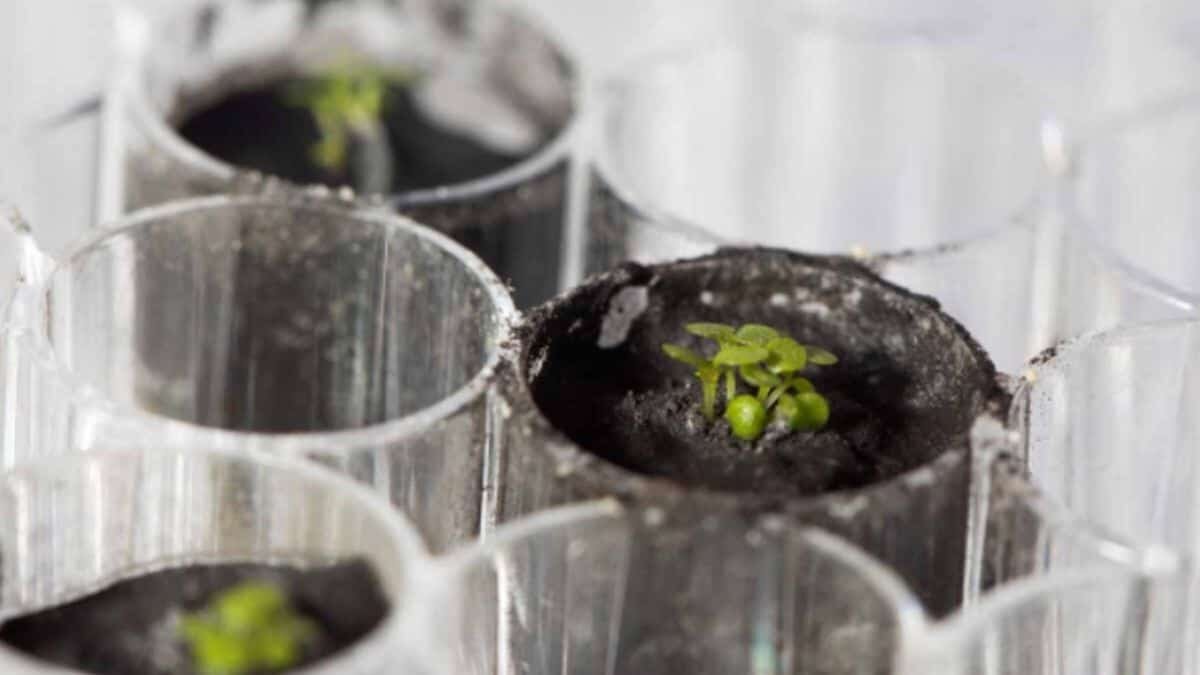 Logran científicos cultivar primera planta en suelo lunar