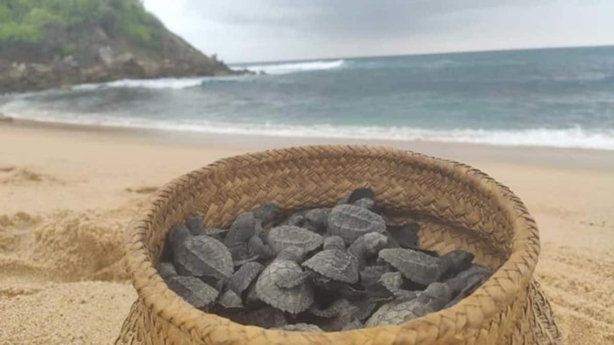 Este grupo de personas explotan a las tortugas en Playa Bacocho, al tiempo que se aprovechan de los turistas, de los cuales obtienen millonarias ganancias y que son difíciles de fiscalizar.