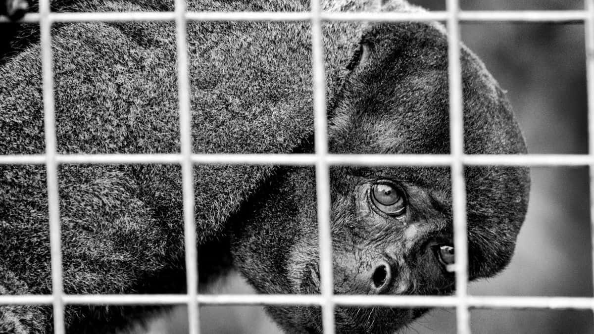 Desarticulan organización dedicada al tráfico de animales