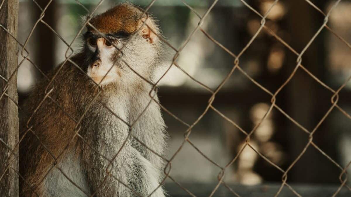 Desarticulan organización dedicada al tráfico de animales