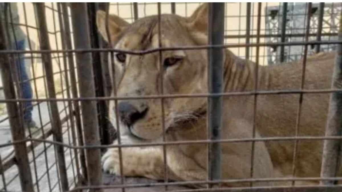 Desarticulan organización dedicada al tráfico de animales