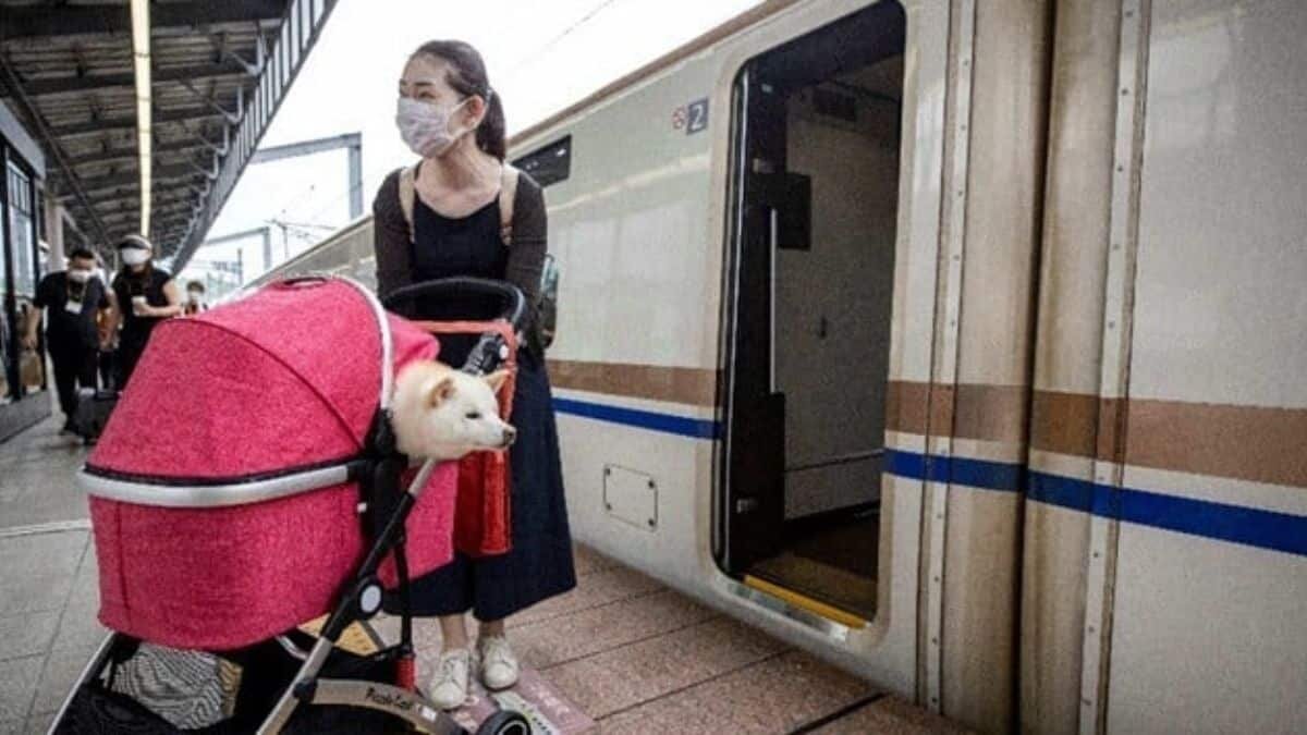 Reservan vagón exclusivo para enviar de vacaciones a perritos