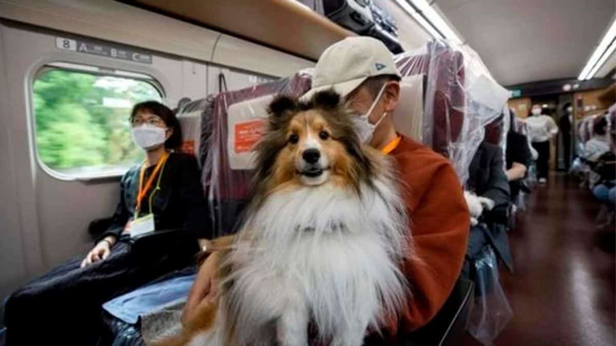 Reservan vagón exclusivo para enviar de vacaciones a perritos
