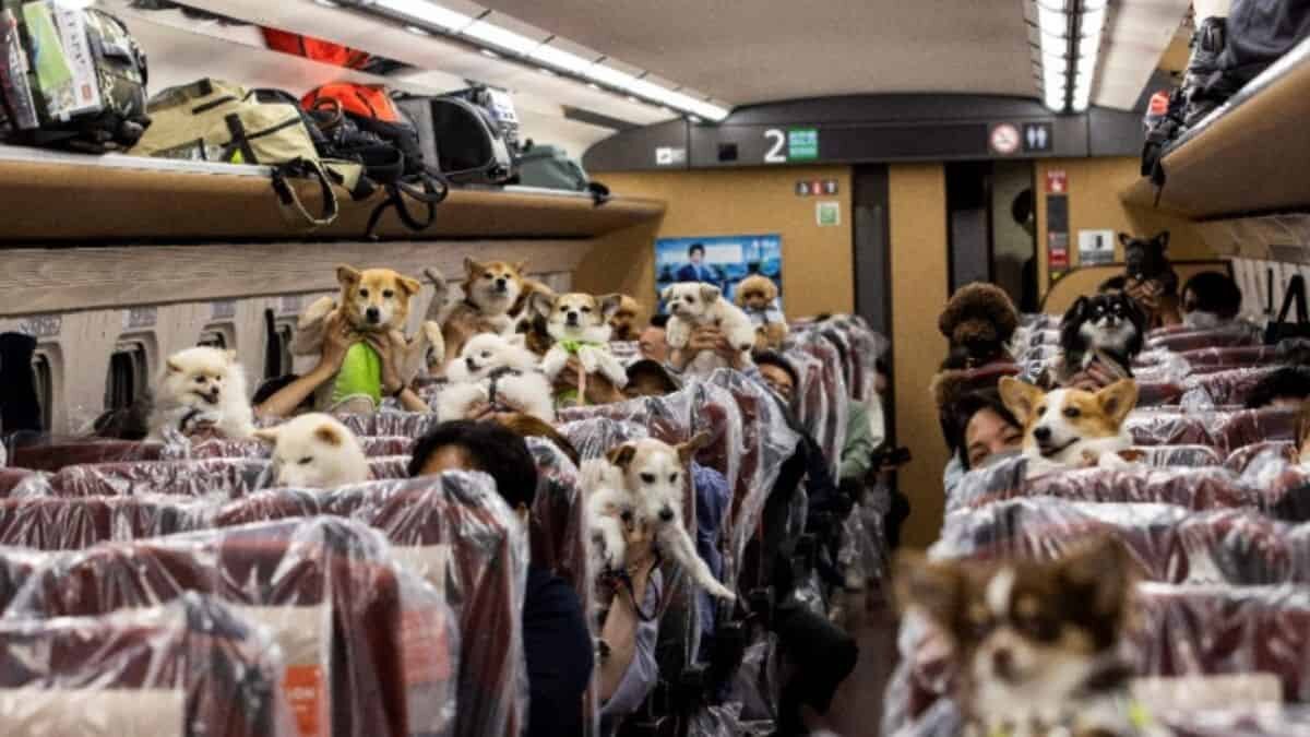 Envían de vacaciones a perritos en exclusivo vagón