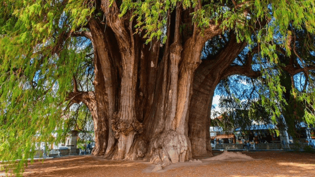 ¡Triunfa Ahuehuete! Te contamos cuándo llegará a Reforma