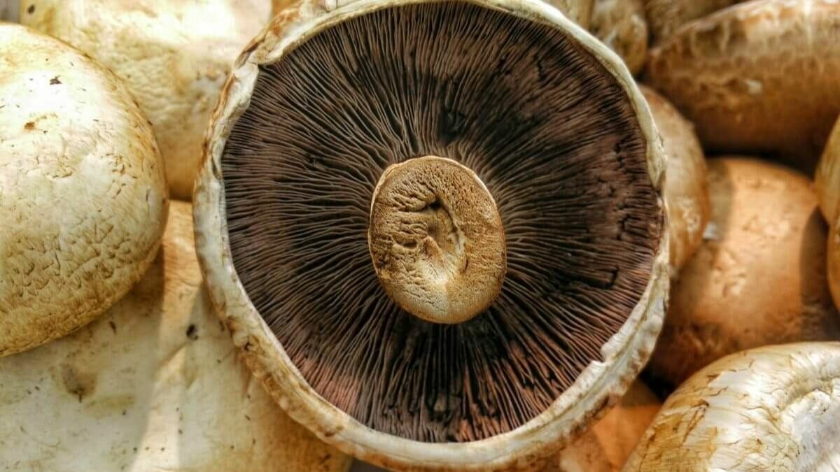 ¡Temporada de lluvia, temporada de hongos e insectos! Aquí podrás comerlos