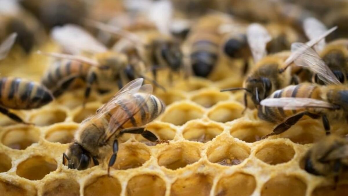 Aumenta producción de miel hasta 25% en cinco estados