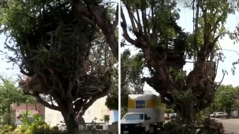 Jardinero construye casas en árboles y bajo tierra
