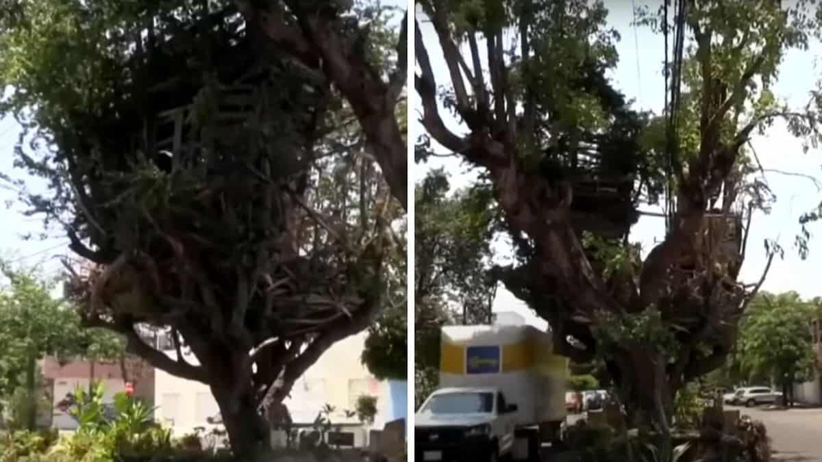 ¡Wow! Construye jardinero casas en árboles y bajo tierra (Video)
