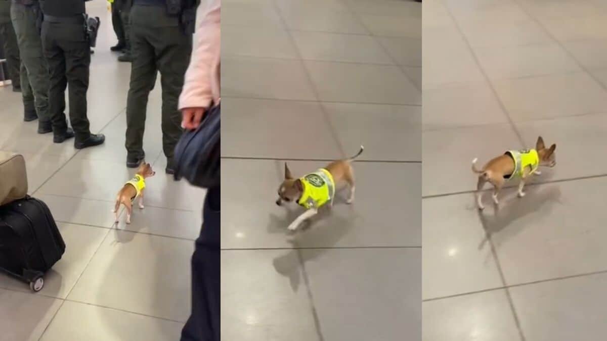 Este perrito chihuahua es todo ¡un policía!